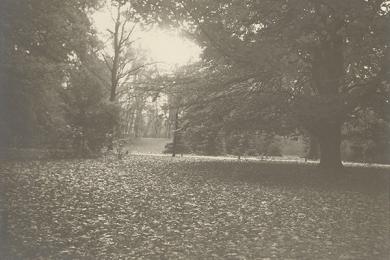 Stromy v Au-parku v roku 1923 